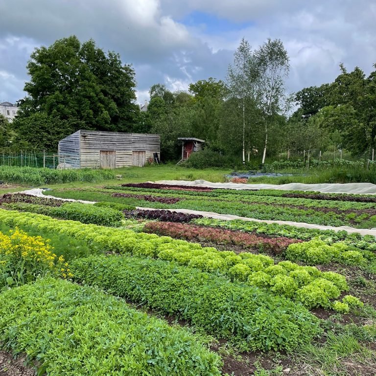 A lush vegetable garden with rows of green and purple leafy vegetables, a small shed, and trees in the background on a cloudy day.