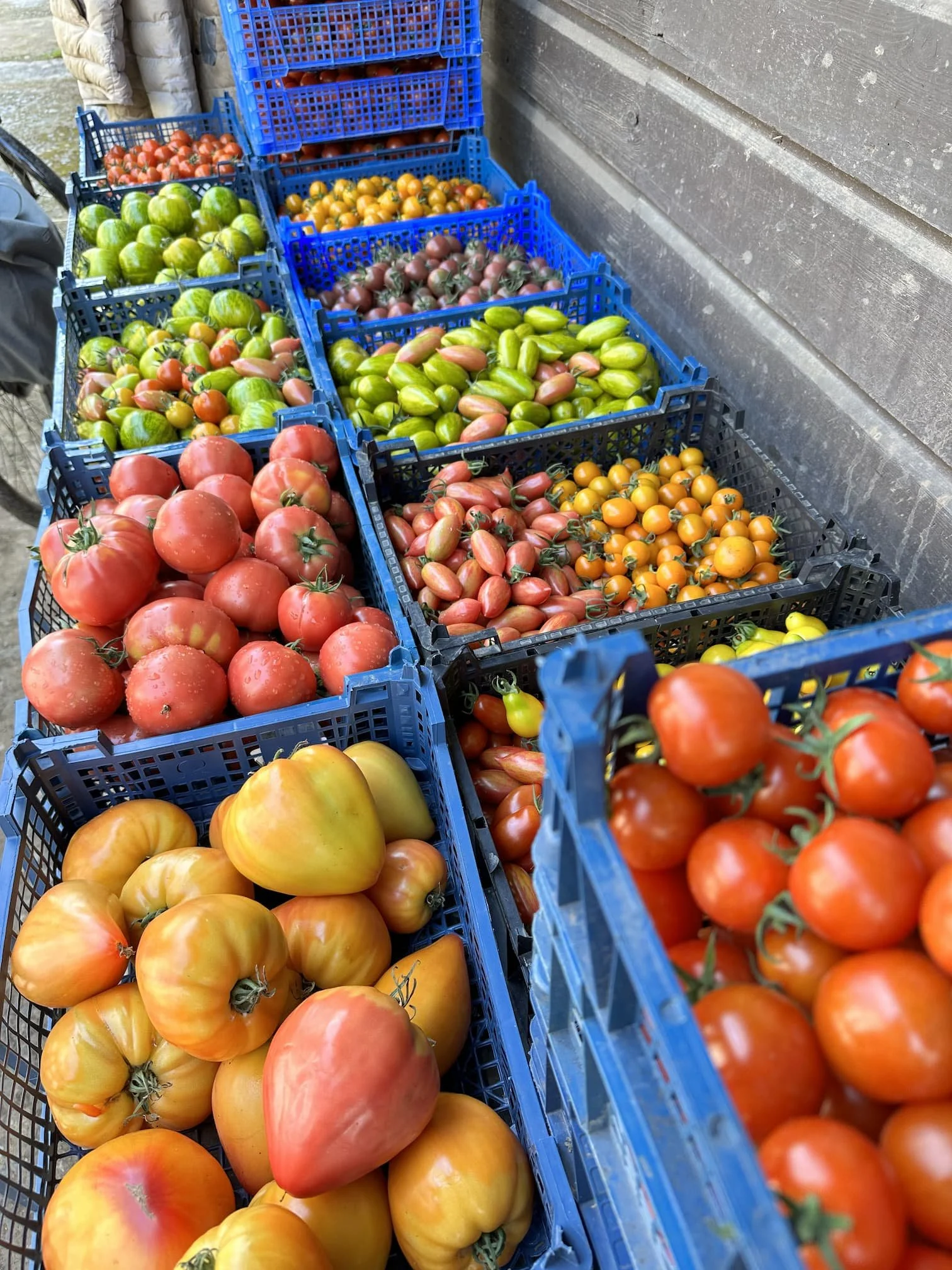 Multiple blue plastic crates filled with various types of tomatoes, including large heirloom, cherry, and heirloom varieties, arranged outdoors next to a weathered wooden wall.