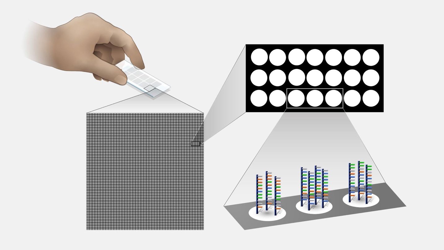 Ilustrasi DNA Microarray