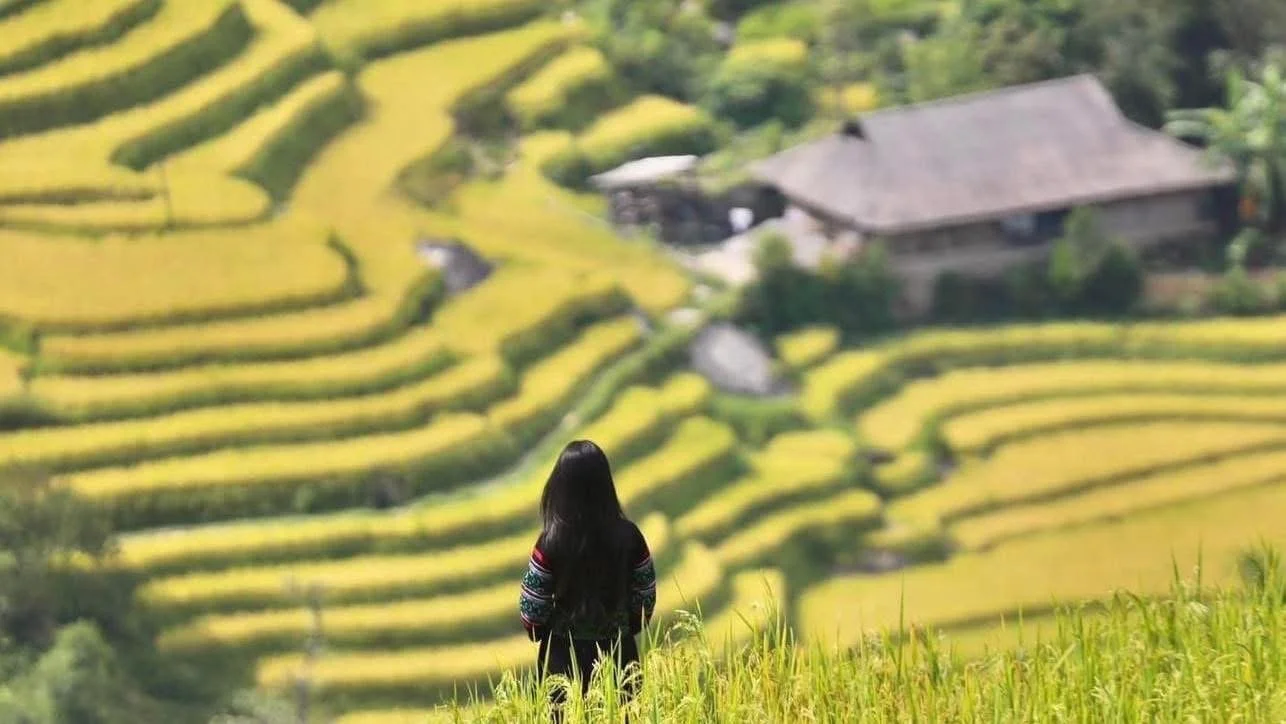 Person standing above golden rice terraces in rural Sapa, overlooking a quiet mountain valley far from the tourist town.