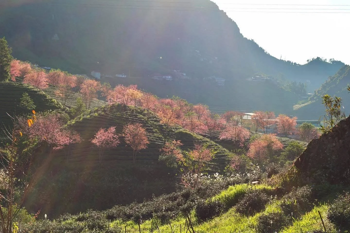 Wild Himalayan cherry blossoms covering the mountain slopes around Sapa