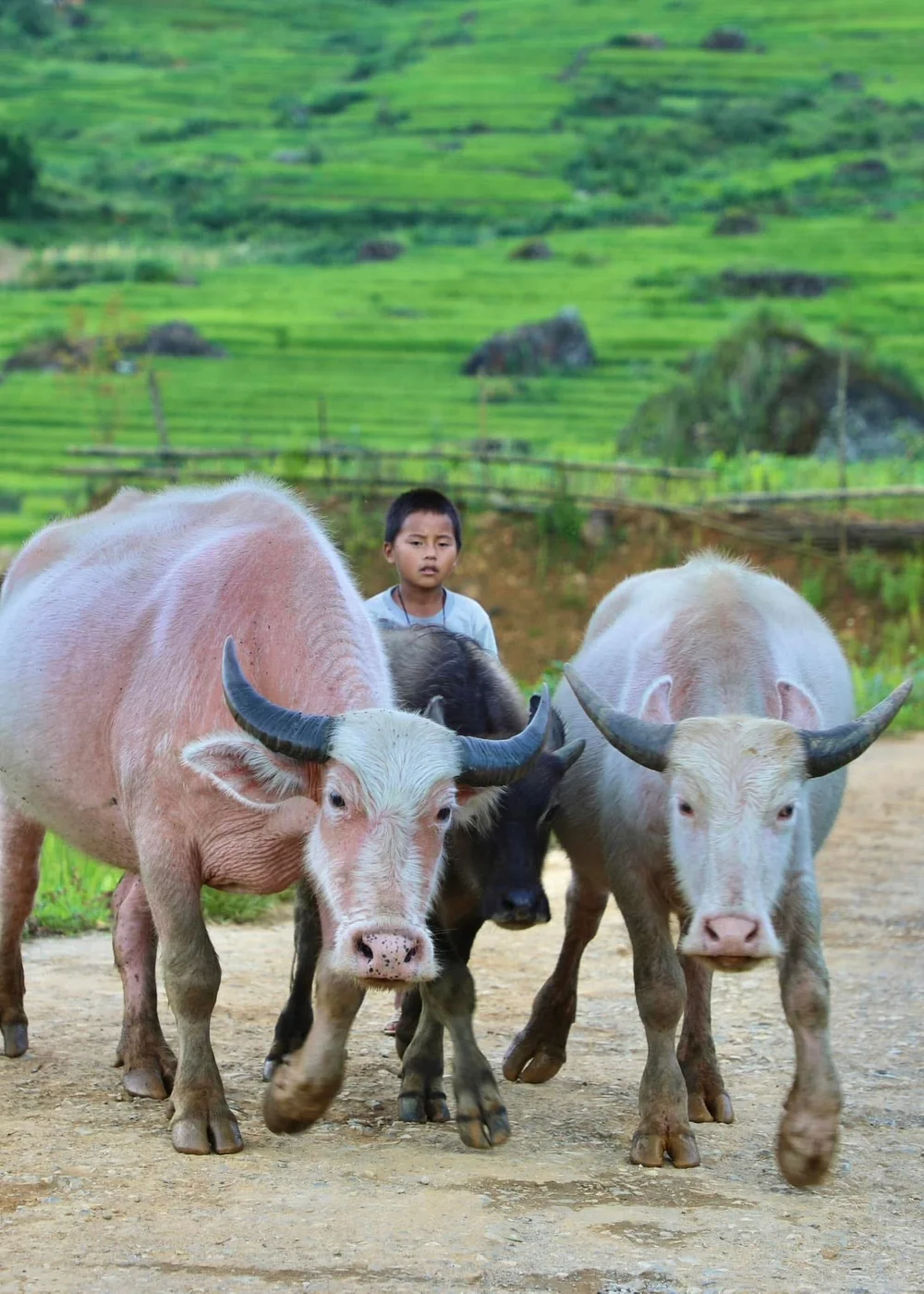 Herding Water Buffalo in Open Fields