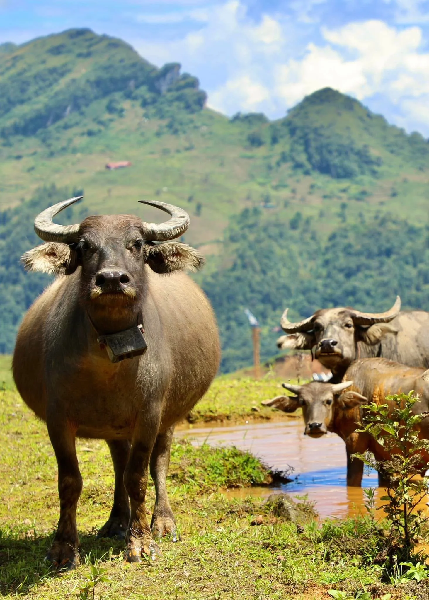 Water Buffalo Grazing in the Mountains
