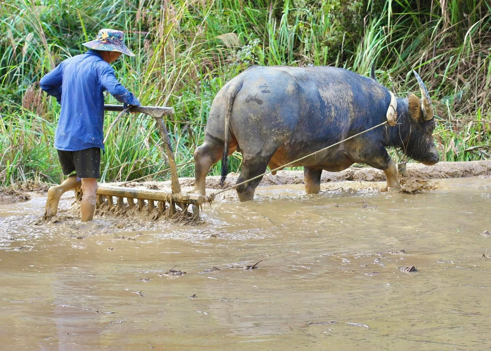 Plowing Rice Fields with a Water Buffalo
