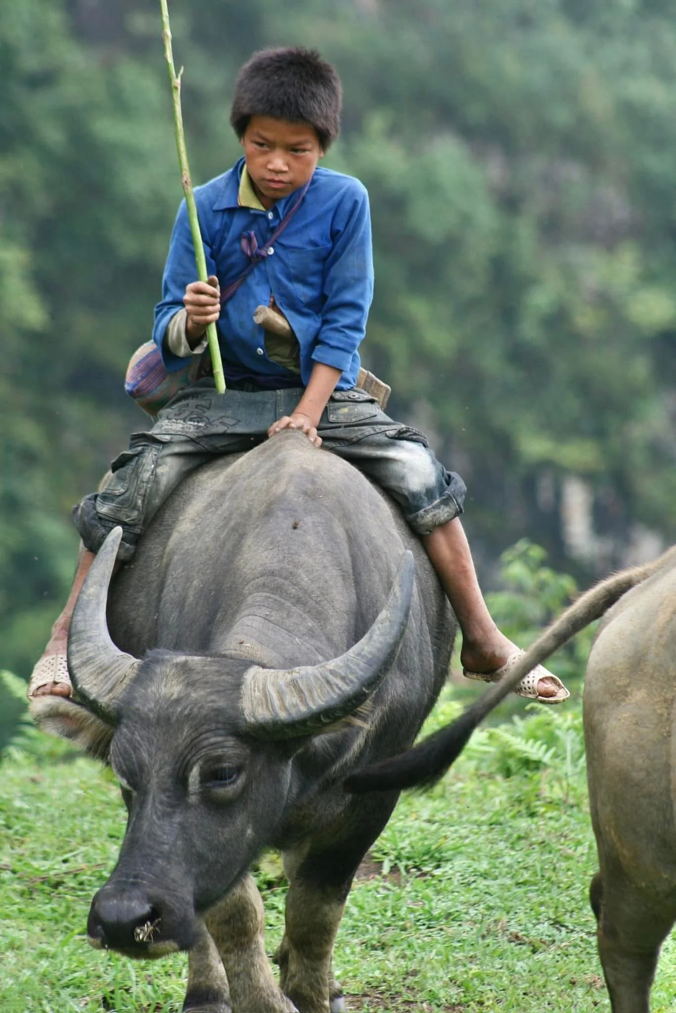 Riding a Water Buffalo Through the Fields