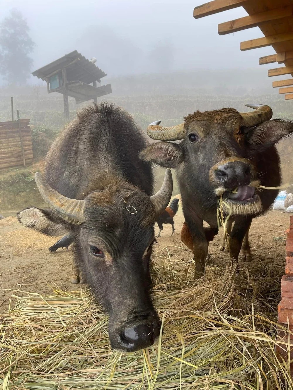 Water Buffalo Returning to the Village