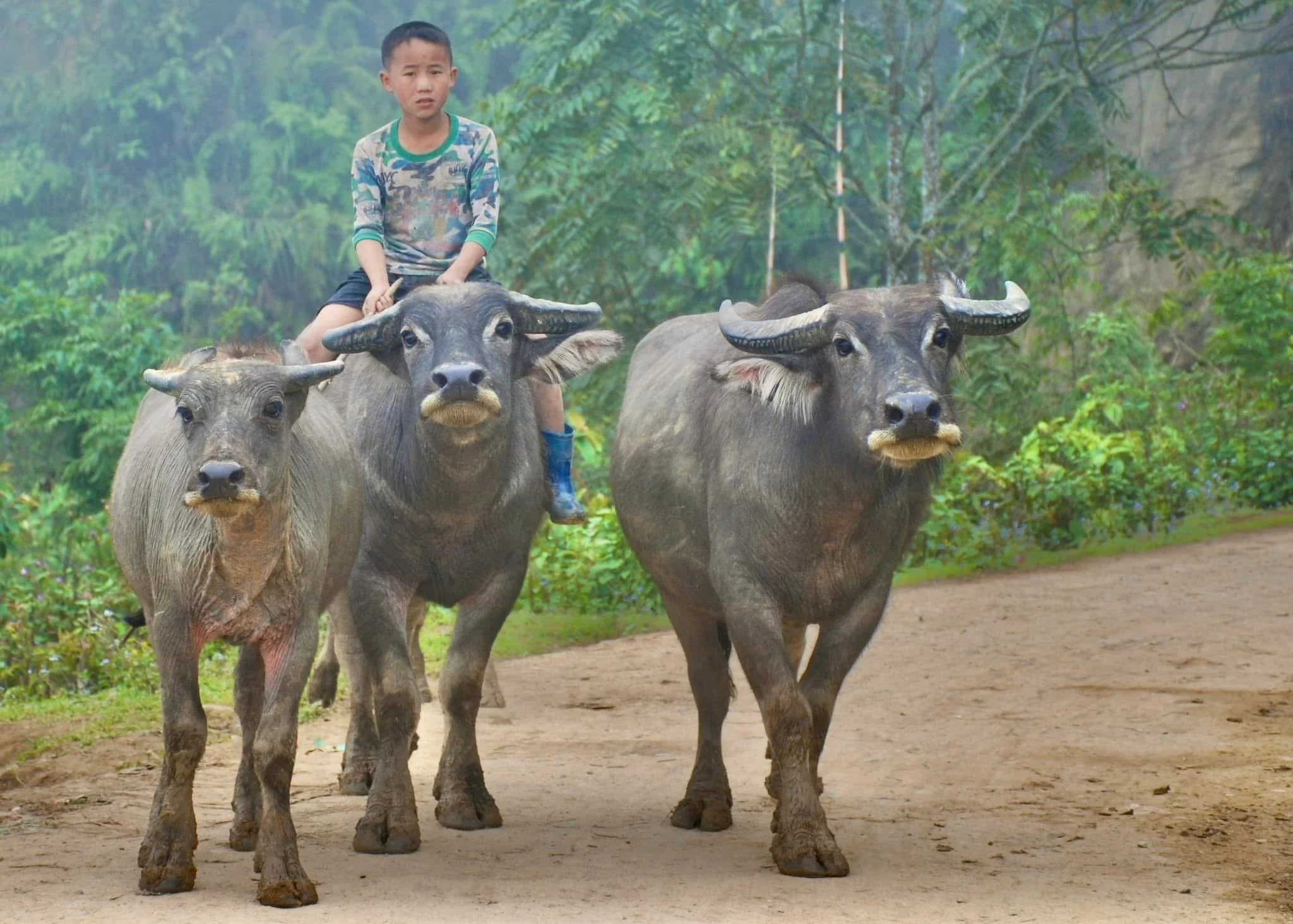 Boy Leading His Family’s Buffalo