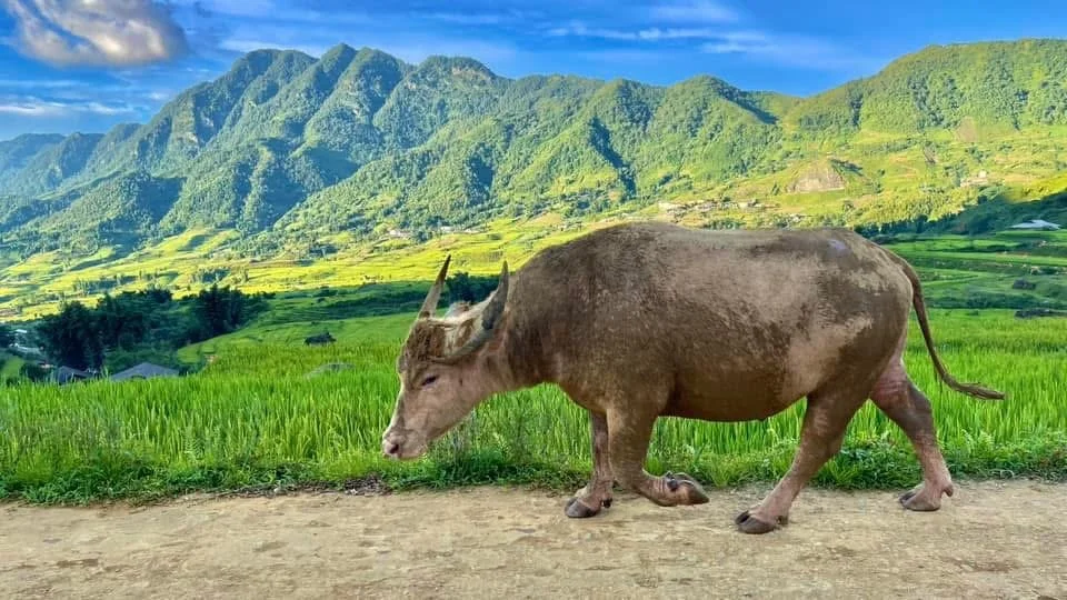Buffalo Grazing Beside the Terraced Fields
