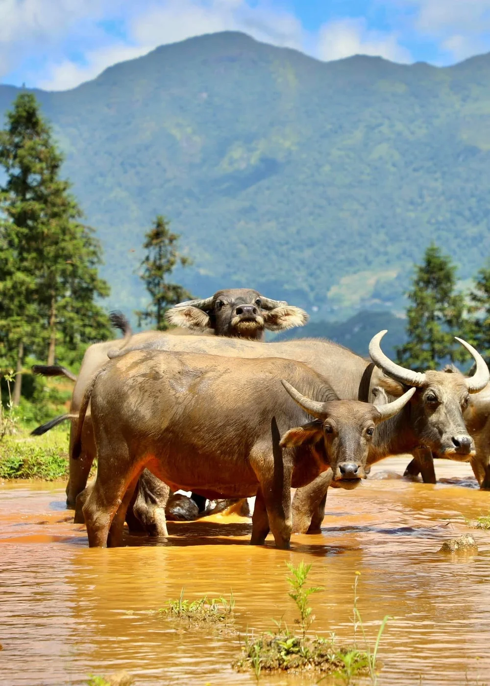 Water Buffalo Cooling in a Mountain Pool