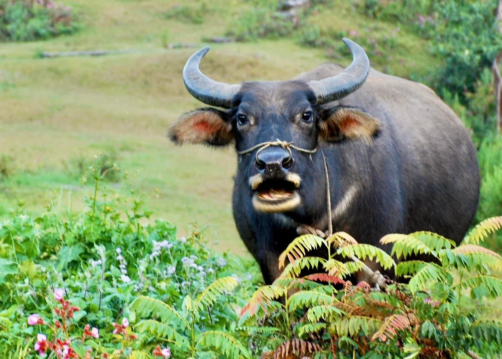 Curious Buffalo Among the Ferns