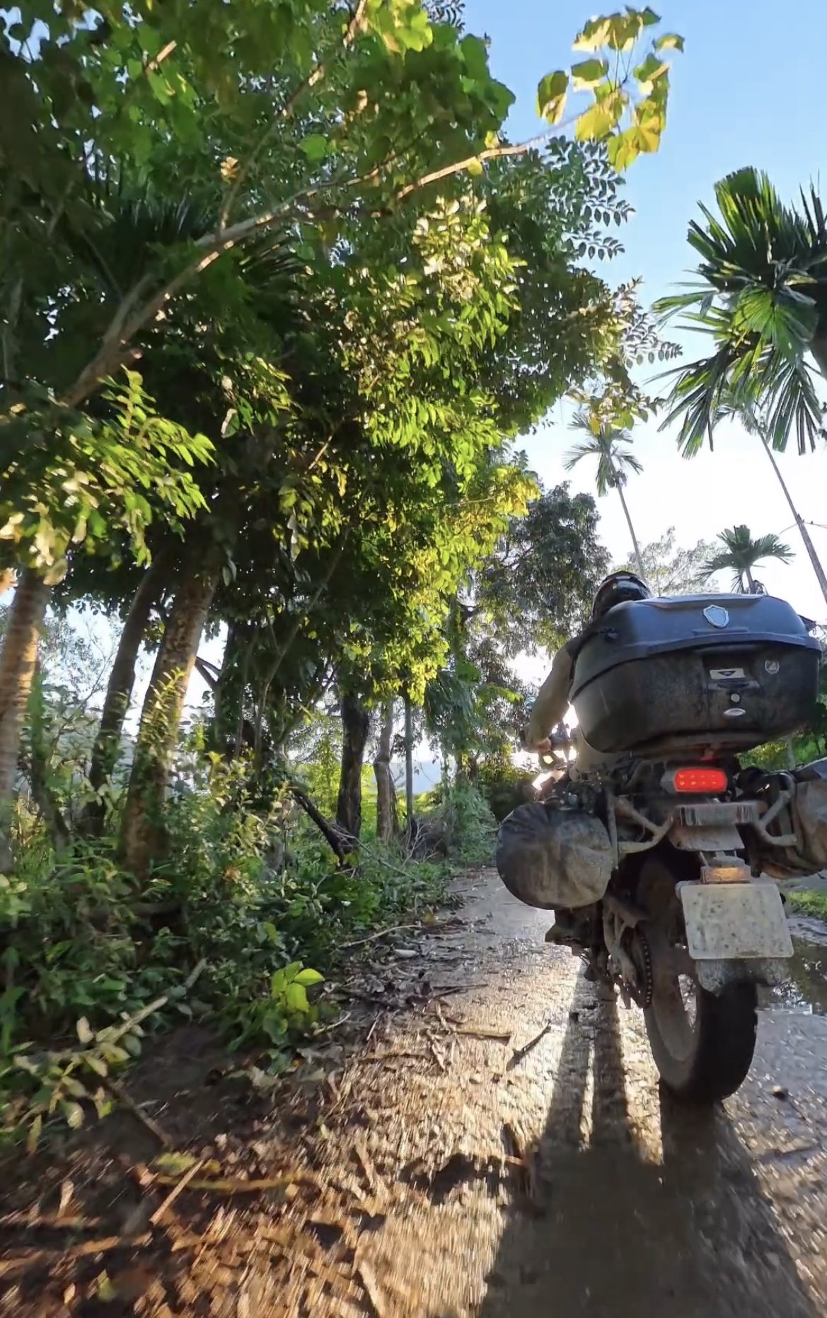 Sunset Ride Through Tropical Forests
