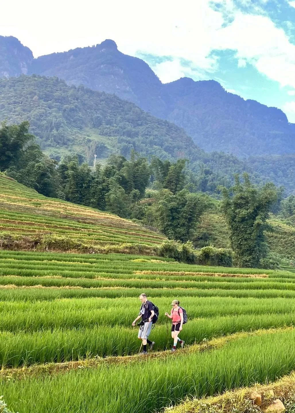 Lone Walker in the Bamboo