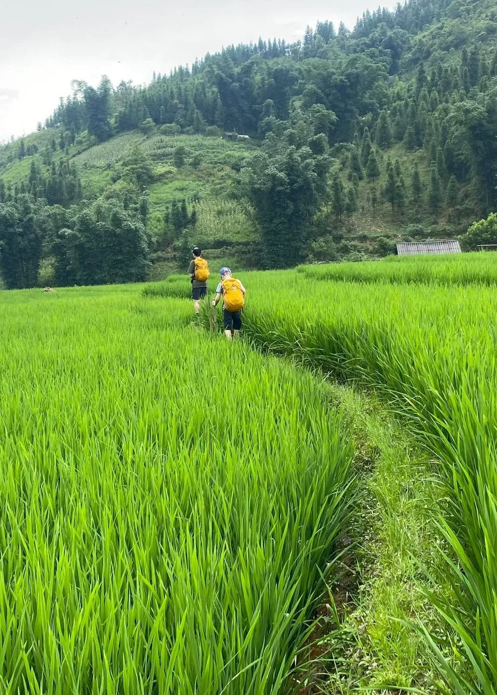 Mist Over the Forest