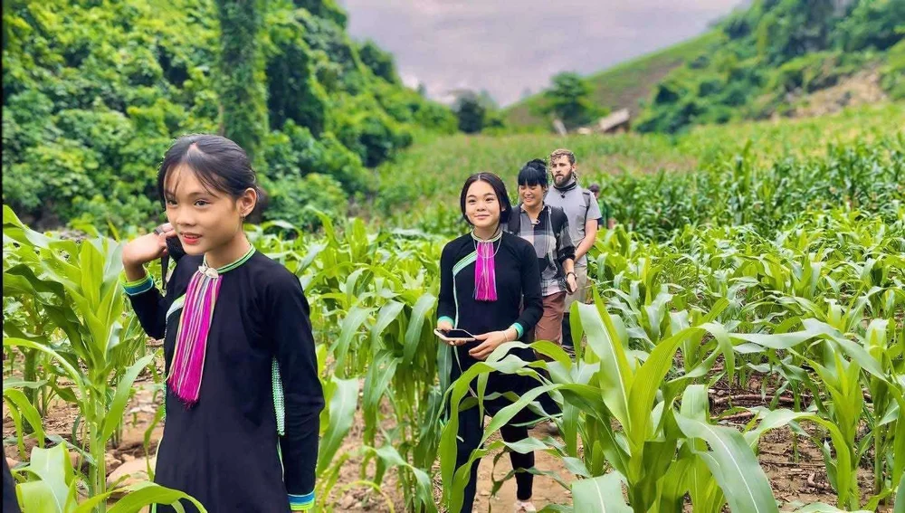 Walking Through the Cornfields