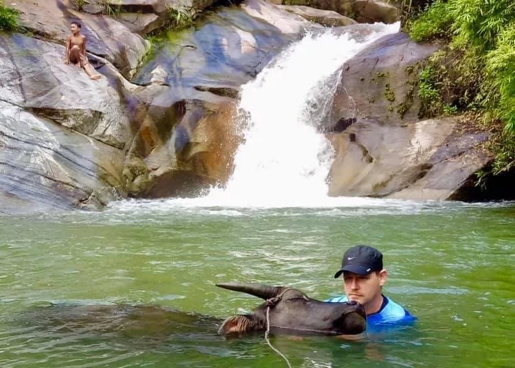 A Playful Moment With a Water Buffalo