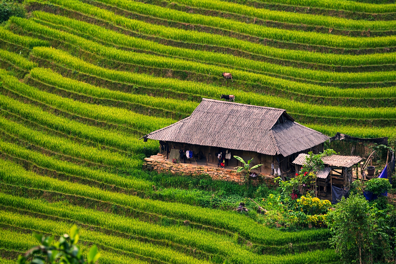Traditional Hmong family home surrounded by vibrant green rice terraces in the Muong Hoa Valley, Sapa.