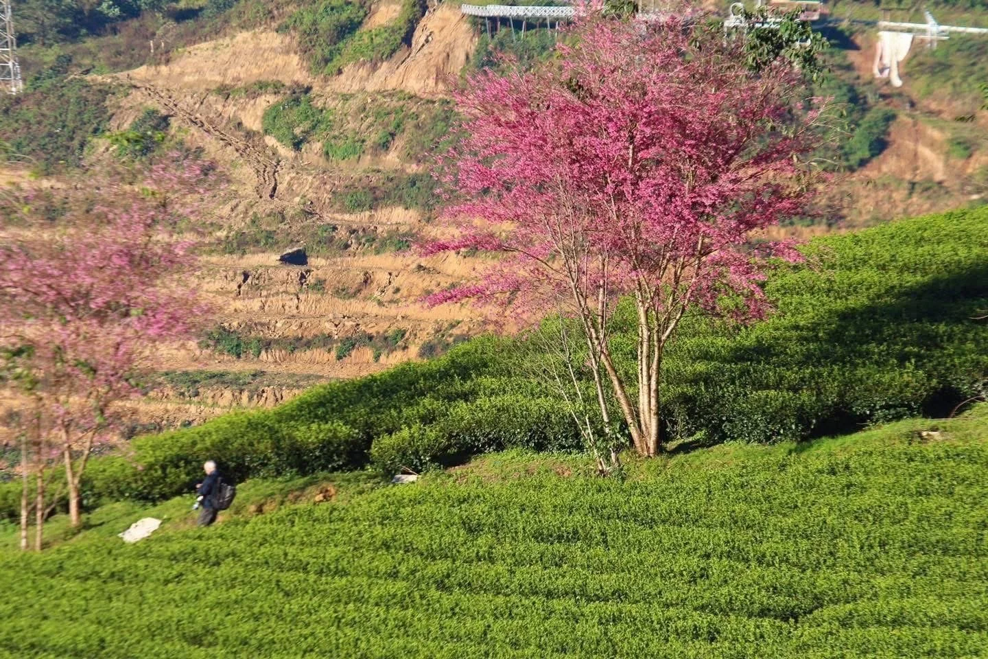 Cherry blossom trees standing in a green tea plantation in Sapa during winter