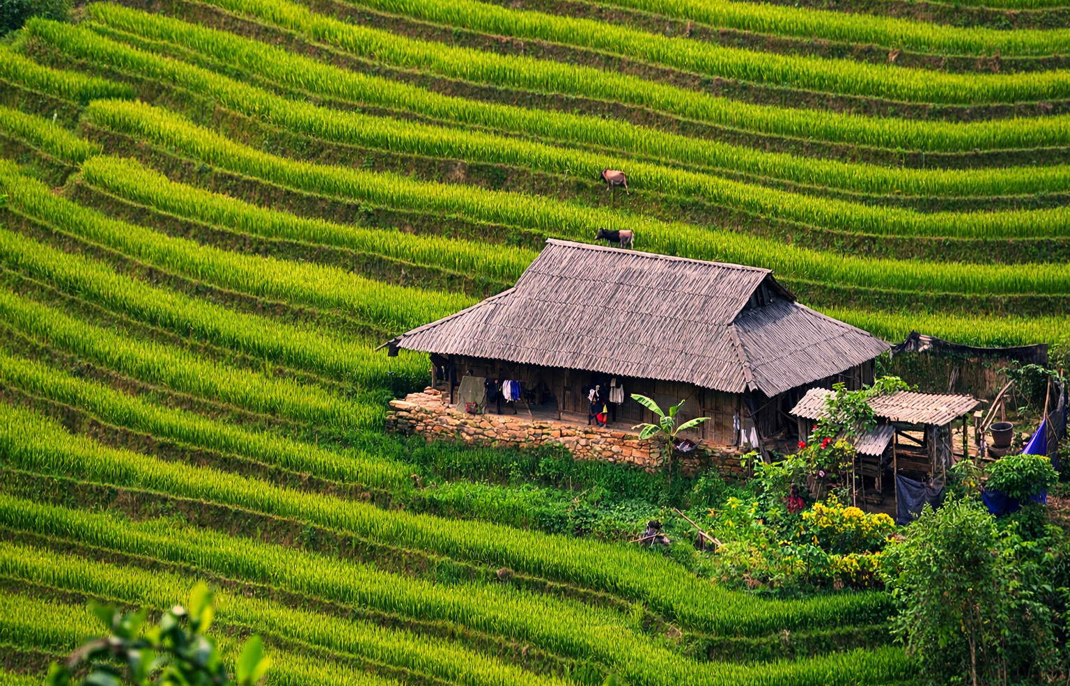 Traditional Hmong family home surrounded by green rice terraces in the mountains near Sa Pa, Vietnam.