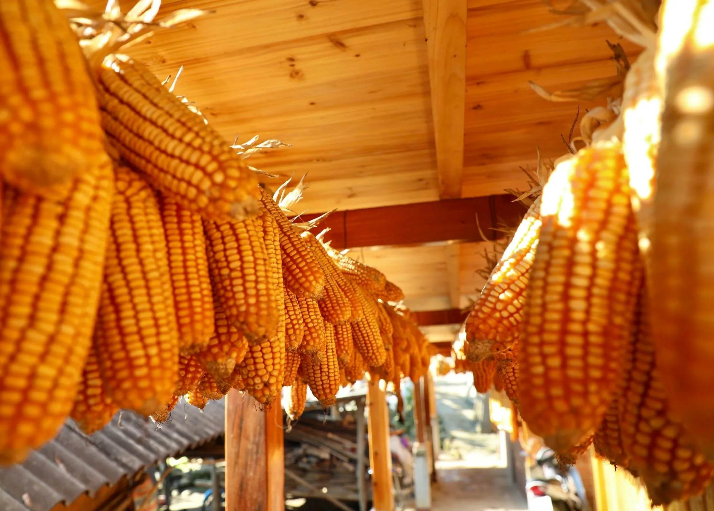 Rows of golden maize cobs hanging beneath the wooden eaves of a house to dry.