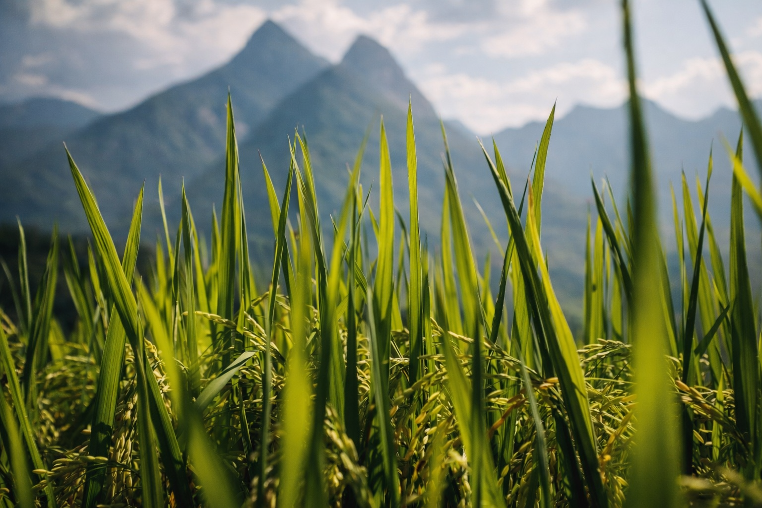 * Close-up of green rice plants in the foreground with soft-focus mountains rising in the background under gentle light.