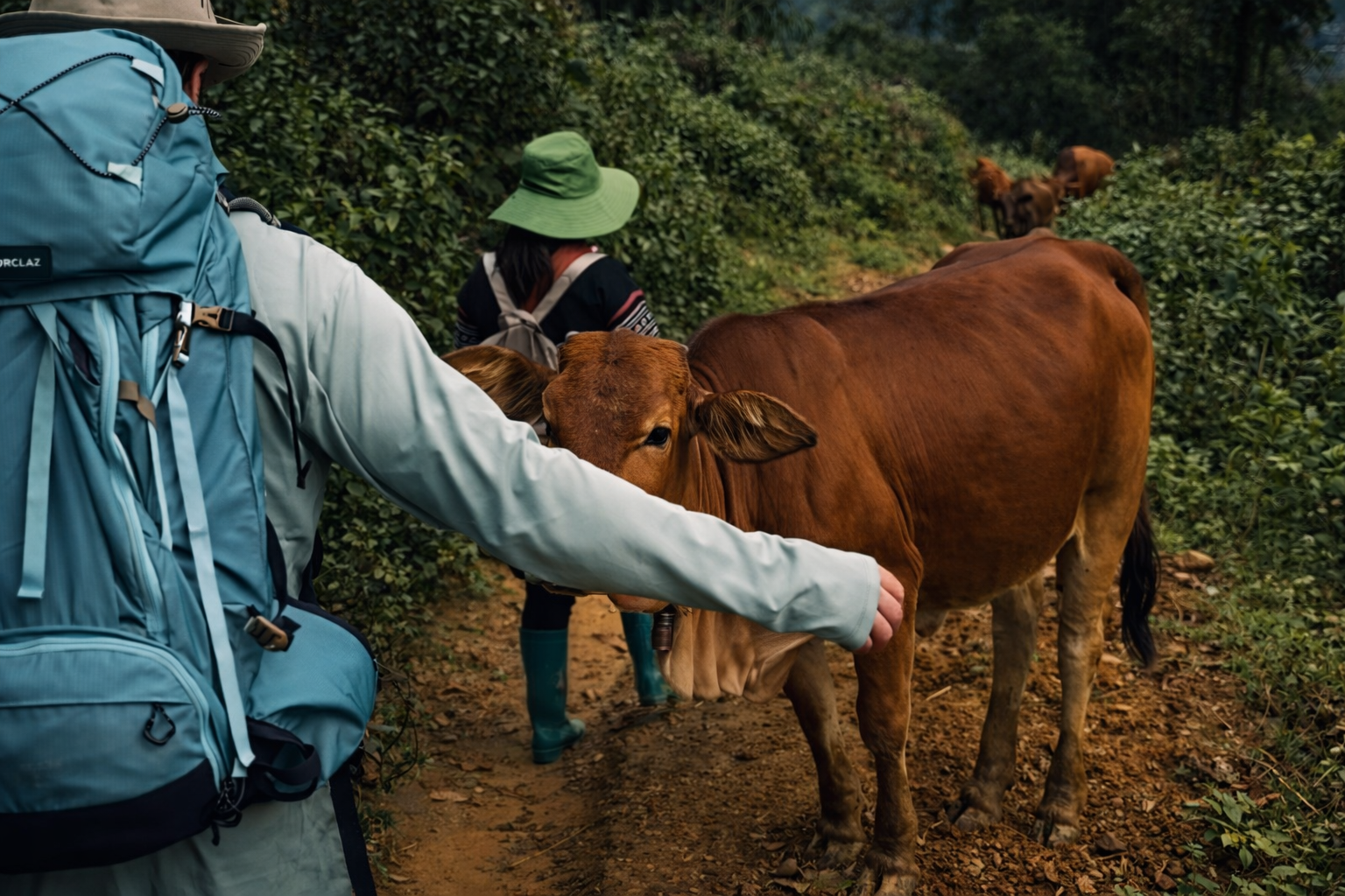Traveller walking alongside cattle guided by a Hmong woman through a remote village in Sapa