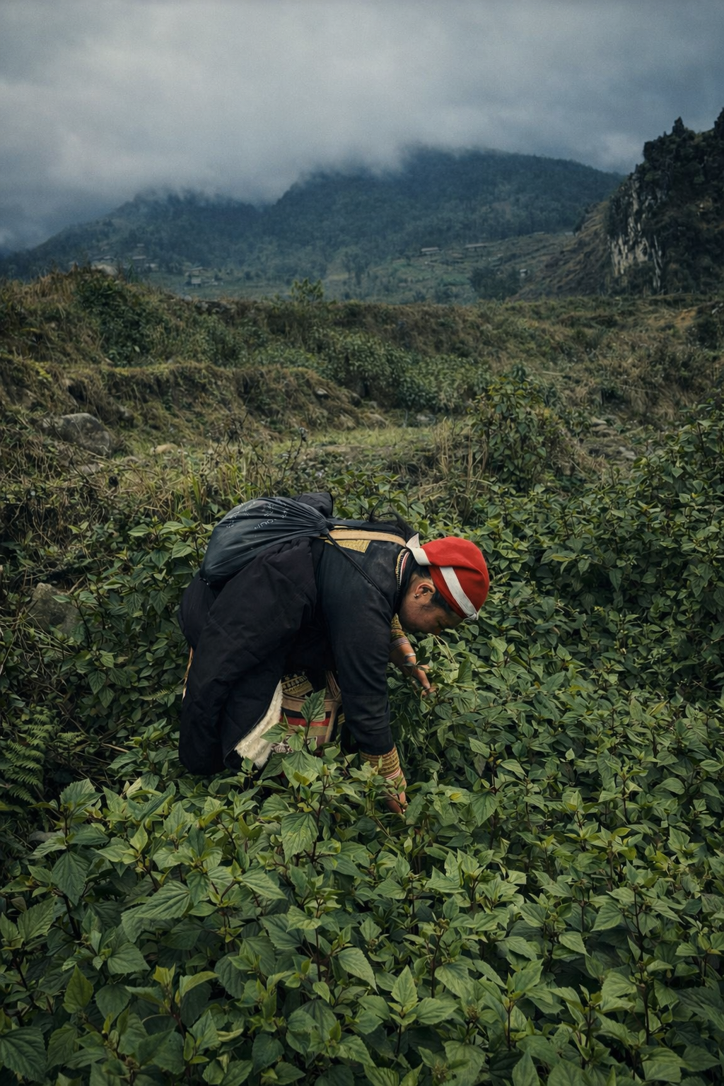 Farmer tending leafy crops on steep terraced fields in the mountains of Sapa