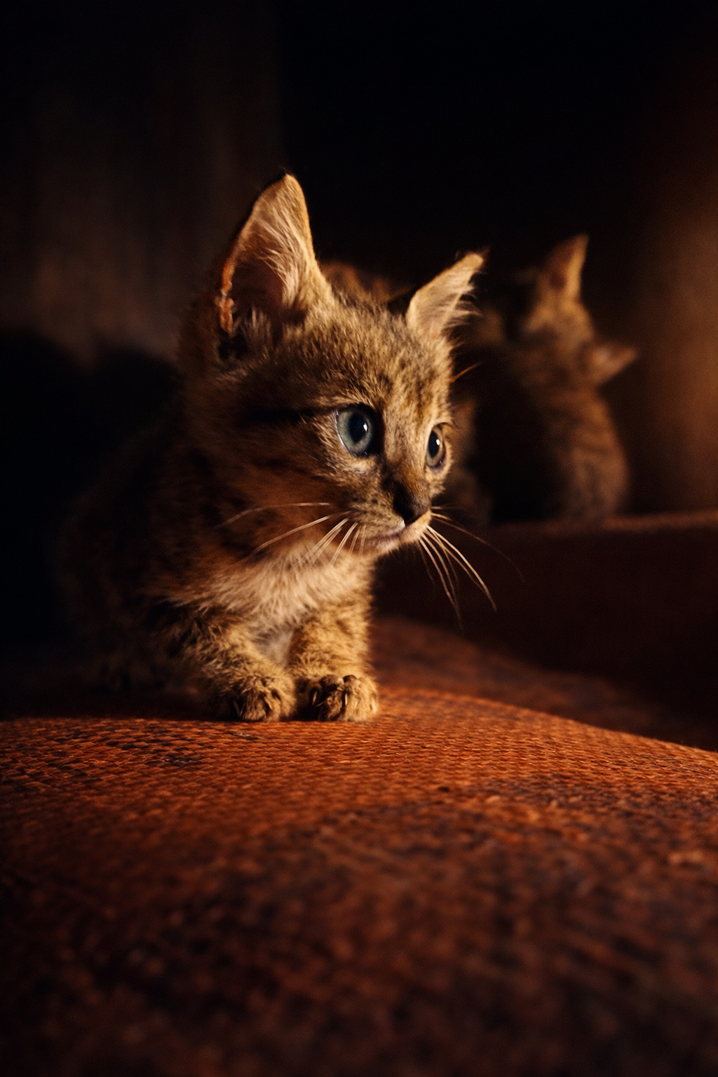 A close-up of a cat’s face in warm, low light, highlighting its alert eyes and soft fur texture.