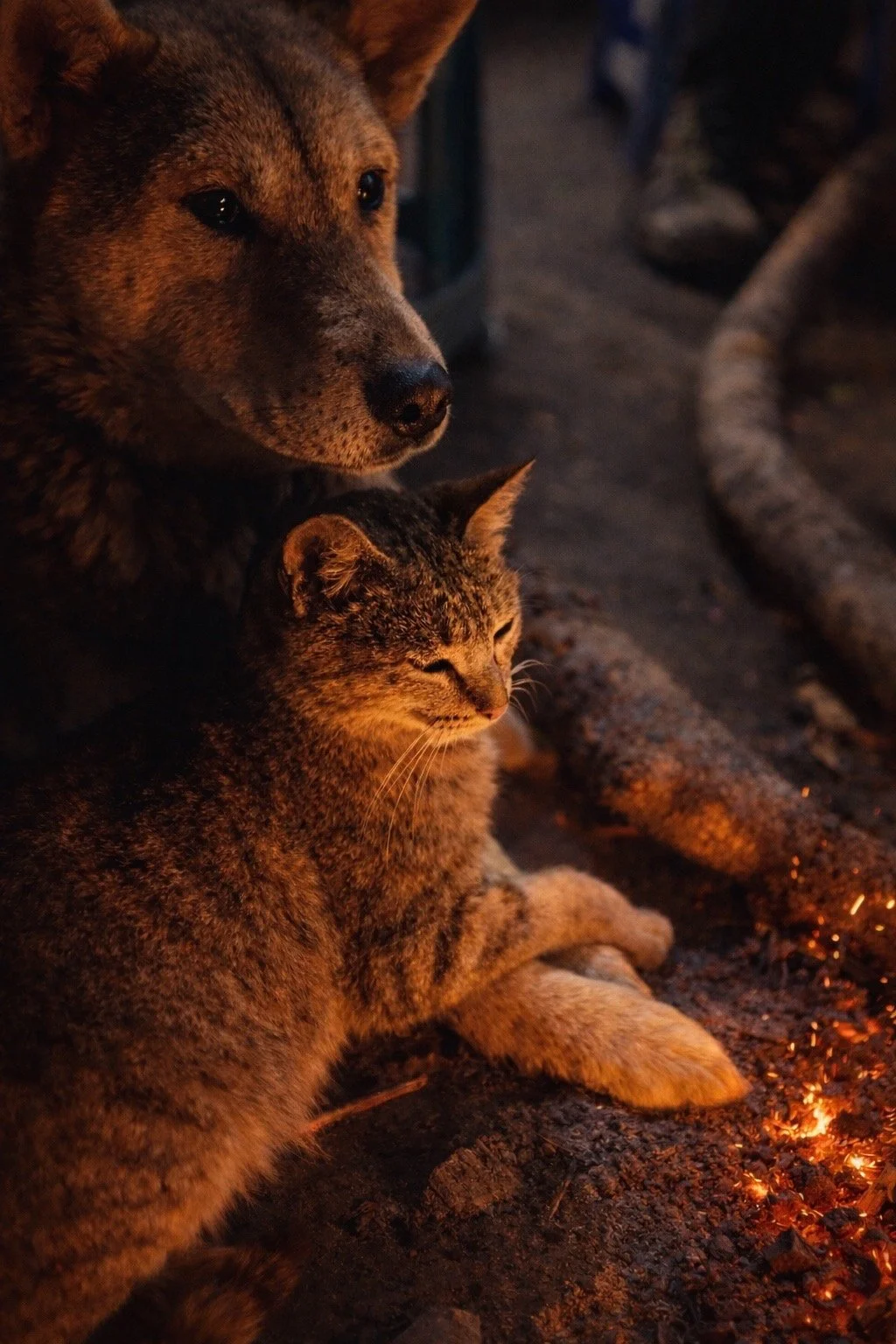 A village dog and cat sitting closely together beside a fire, showing a quiet companionship in a rural home.
