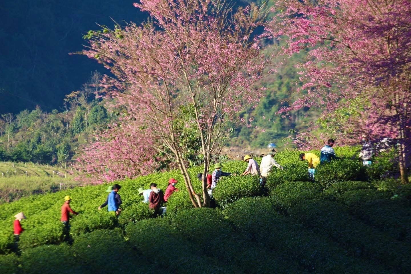 Local people walking through tea hills beneath cherry blossom trees in Sapa