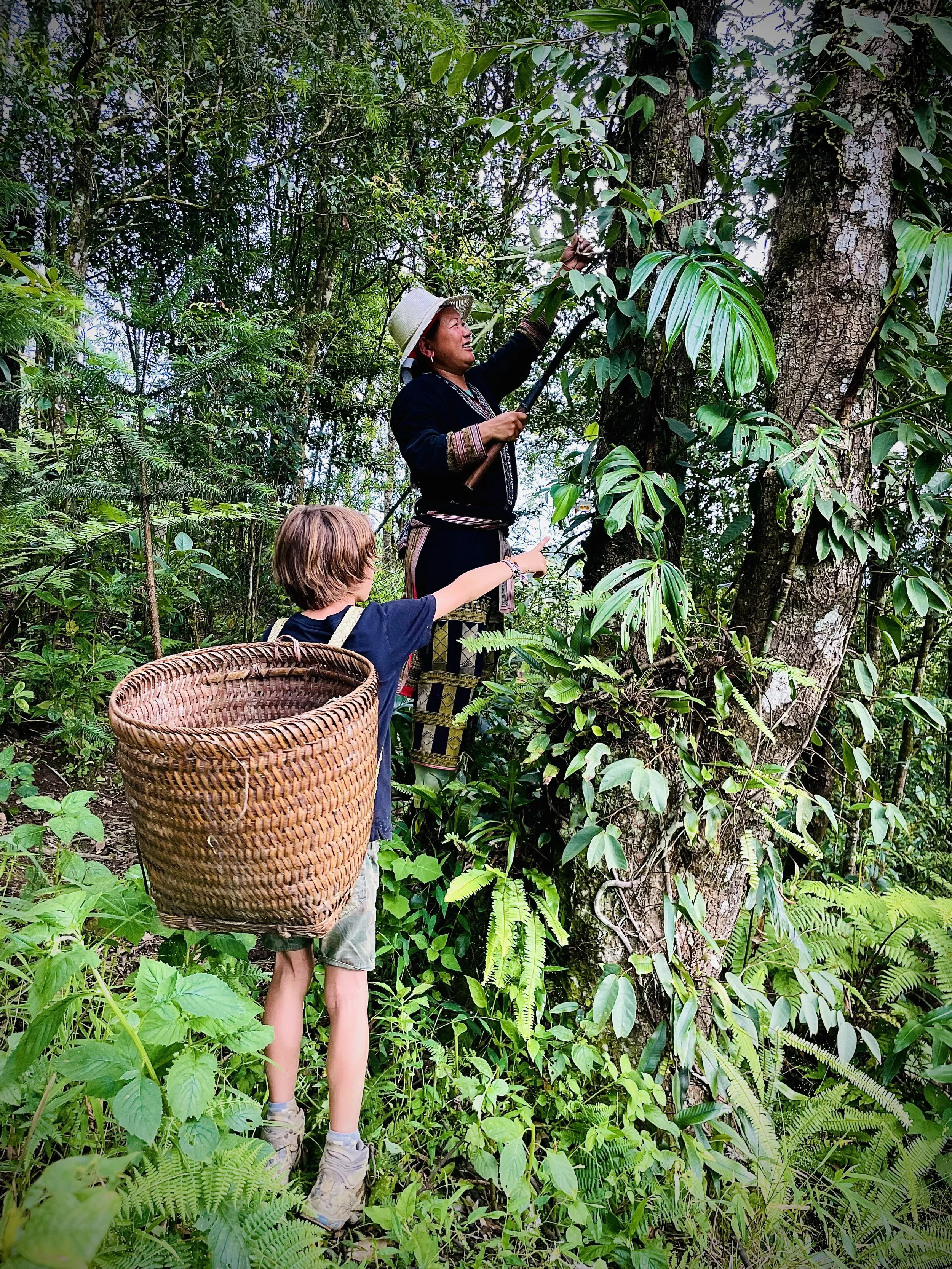Child collecting plants with basket in forest