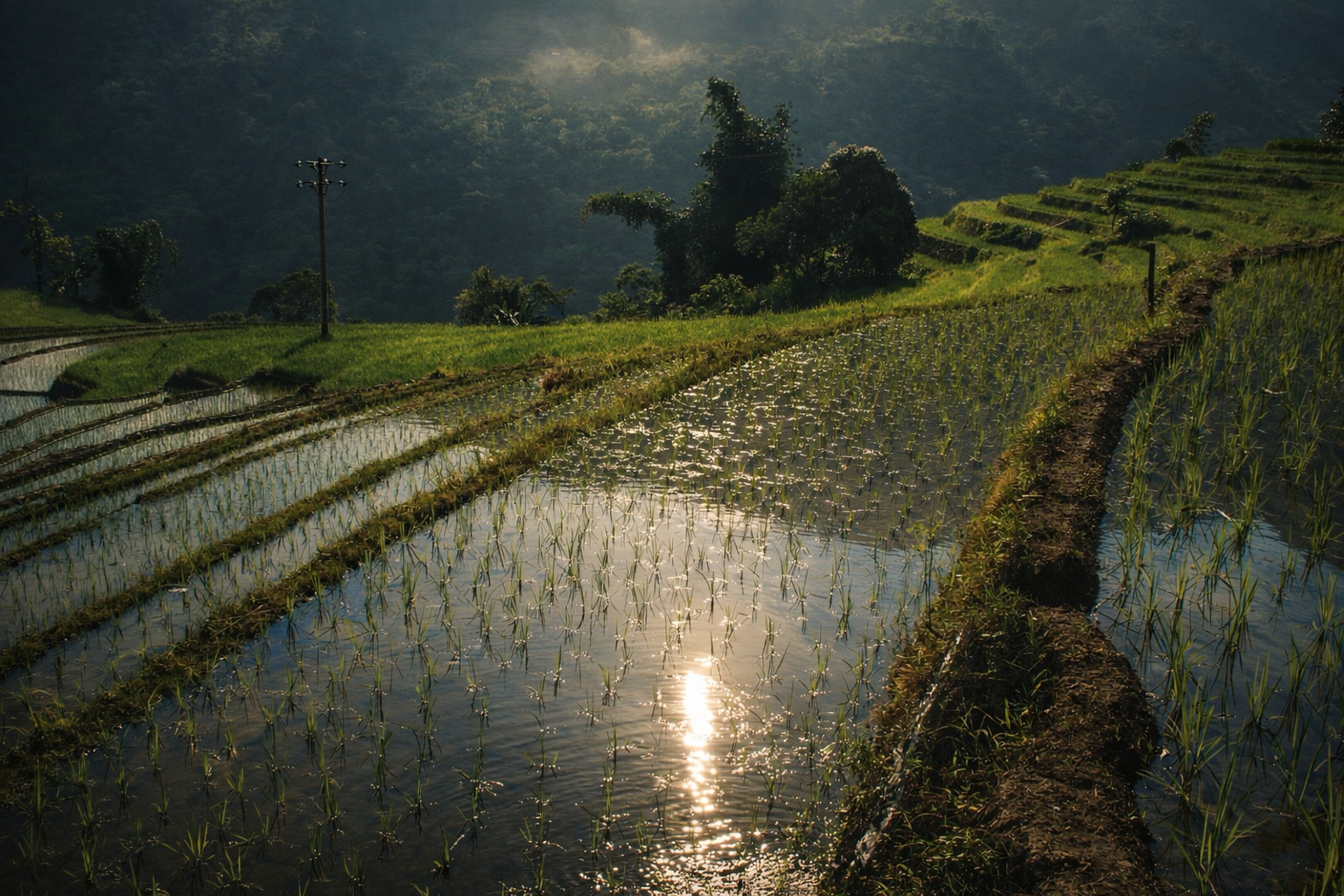 Water-filled rice paddies reflecting sunlight across terraced fields in Sapa