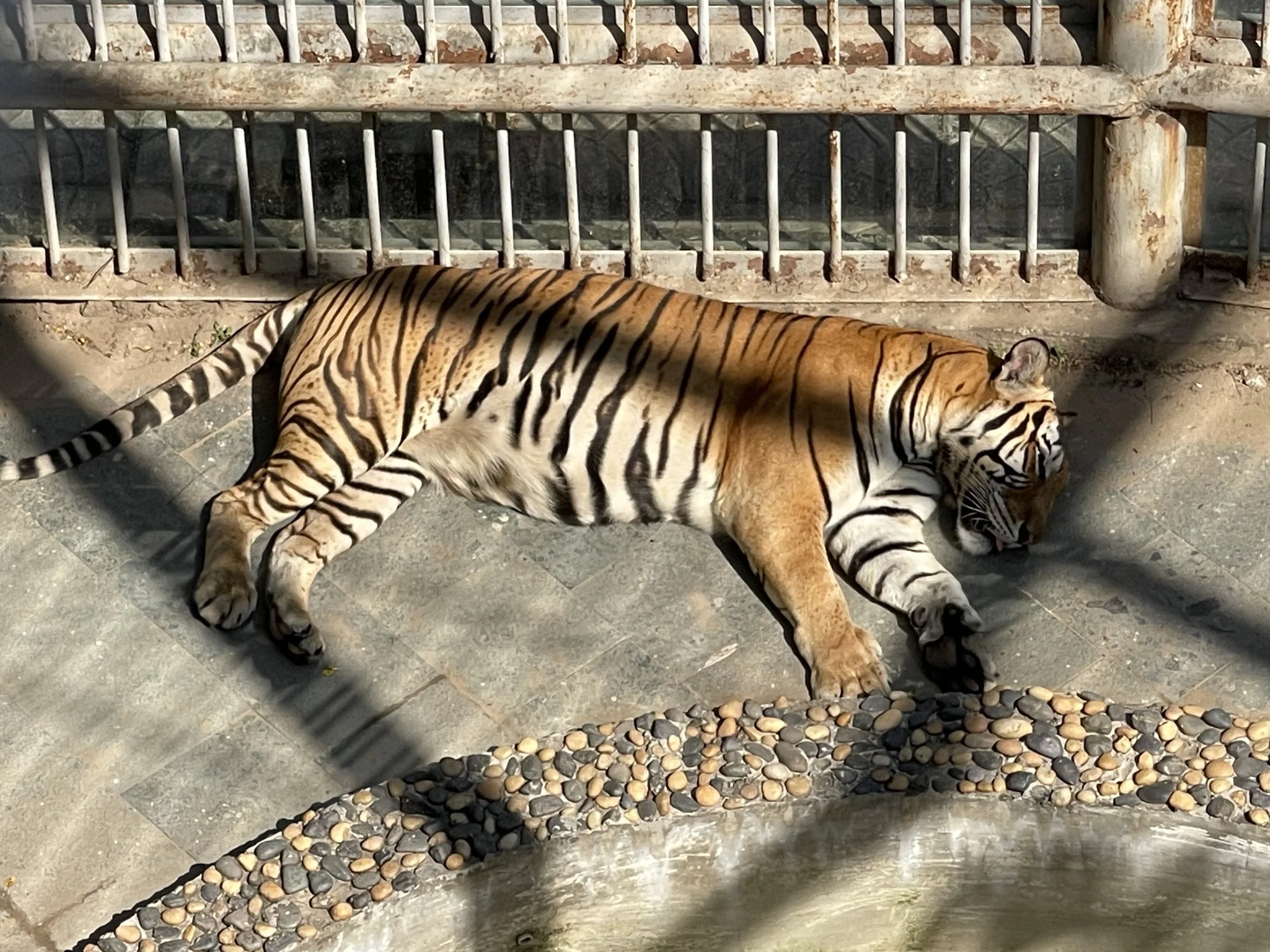 Tiger walking inside enclosure at Hanoi zoo
