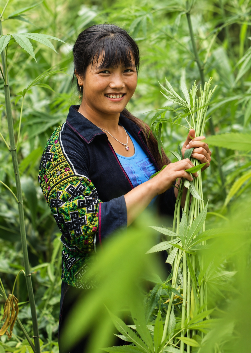 Hmong artisan Ly Thi My holding freshly harvested hemp in Sapa