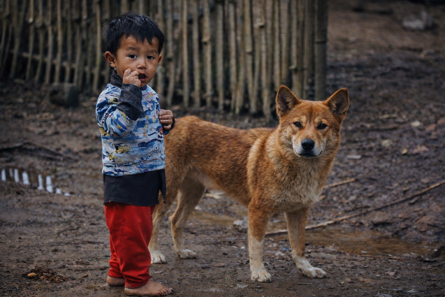A young child standing beside a hmong mountain dog on a muddy village path in northern Vietnam, with a bamboo fence in the background.