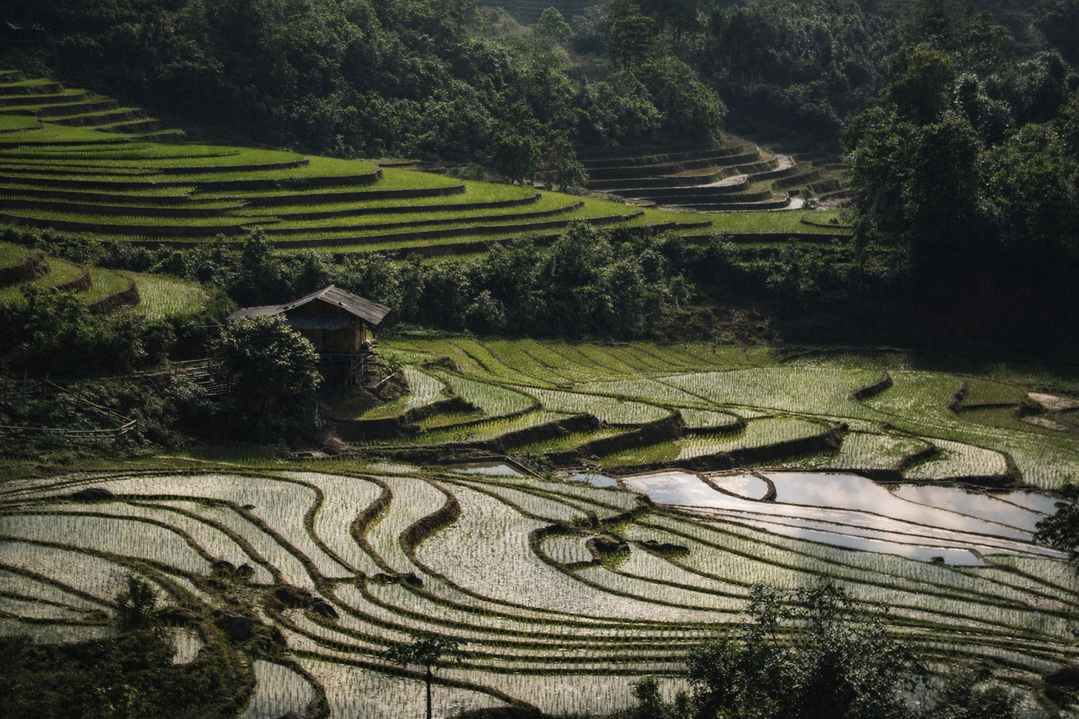 Wide view of layered rice terraces surrounding a rural village in Sapa, Vietnam