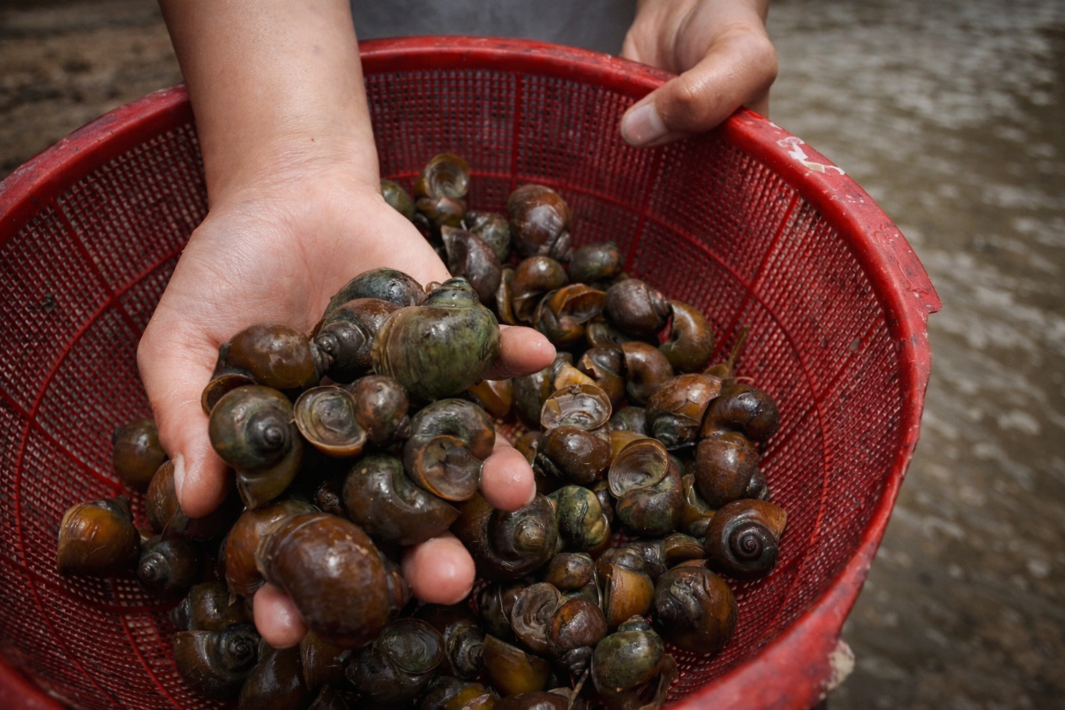 Collecting snails in the rice fields up the mountain in Sapa.