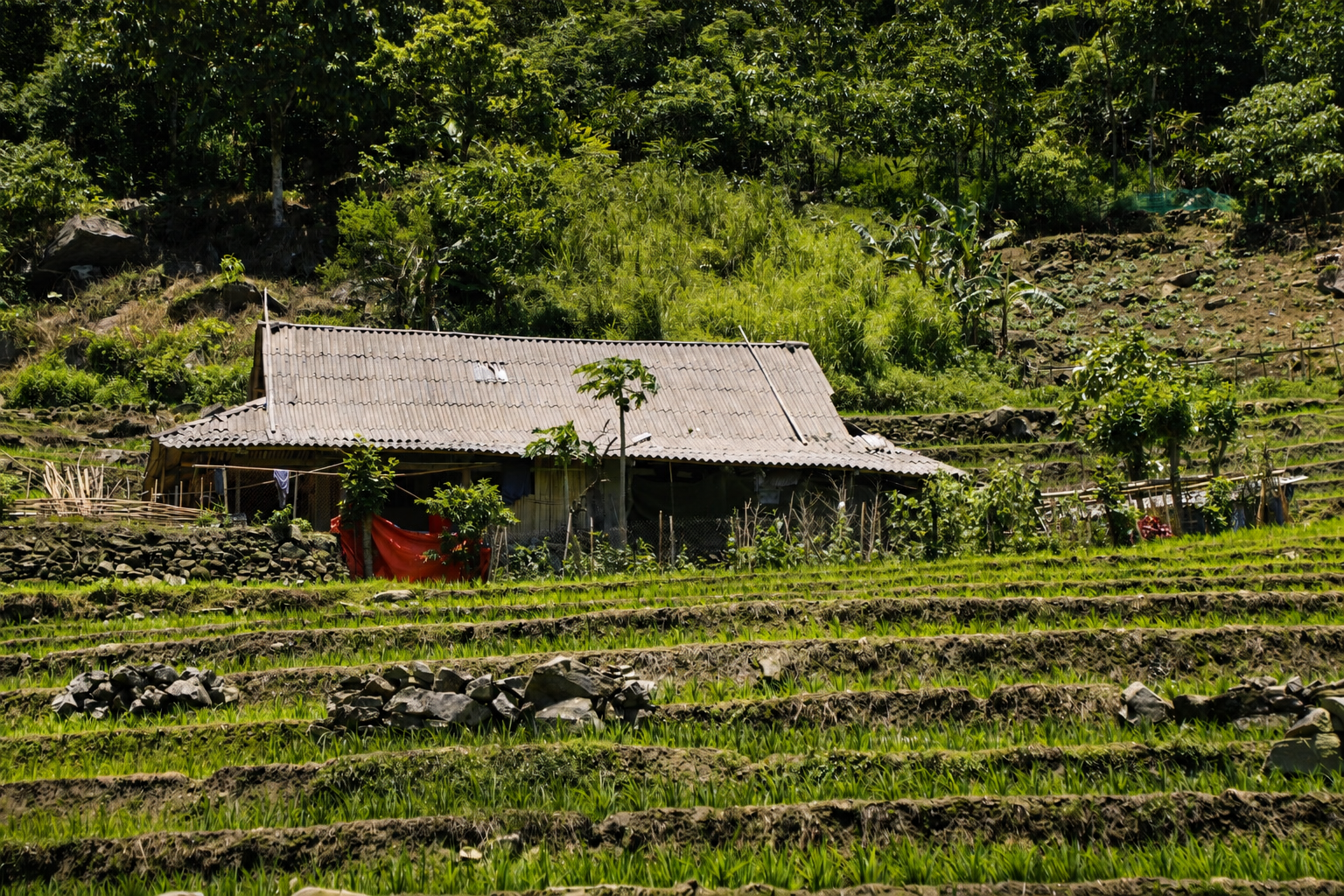 Traditional Hmong farmhouse beside terraced rice fields in the mountains near Sapa, northern Vietnam