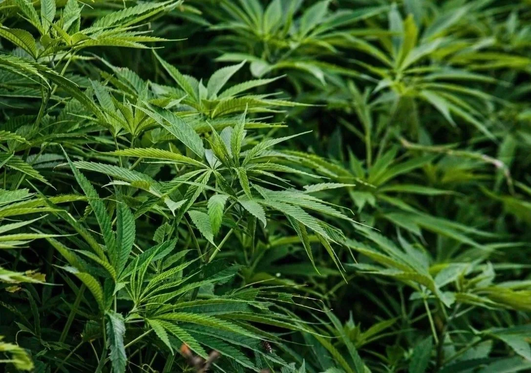 Hemp plant growing in the mountains of Sapa used for traditional Hmong textiles