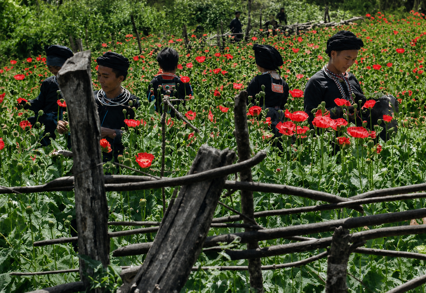 Recoloured historical photograph of ethnic minority communities harvesting opium poppies in the mountains surrounding Sapa during the French colonial period.