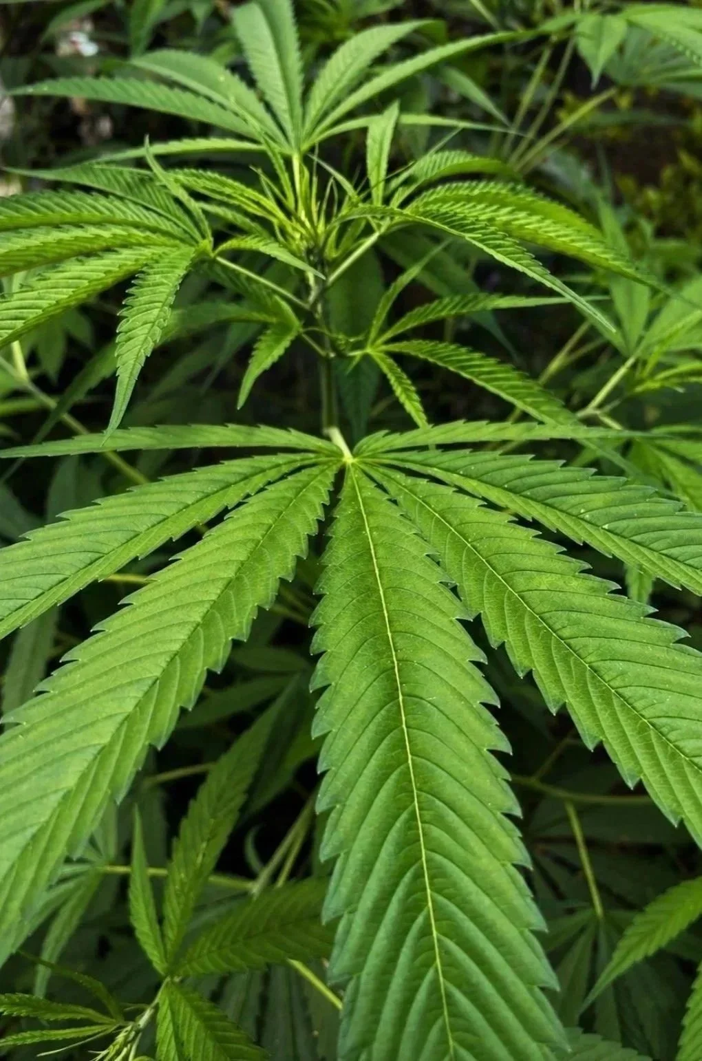 A close up of hemp plant in Sapa from the Black Hmong ethnic