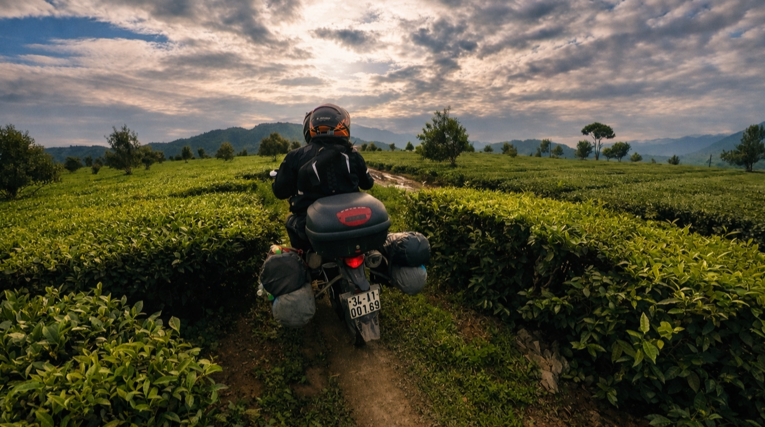 Motorbike rider travelling through green tea plantations in Lai Chau Province with mountainous landscape in northern Vietnam