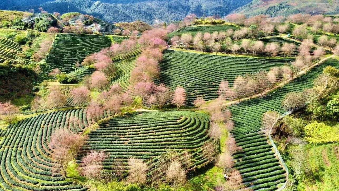 Rows of tea terraces dotted with cherry blossom trees in Sapa during blossom season