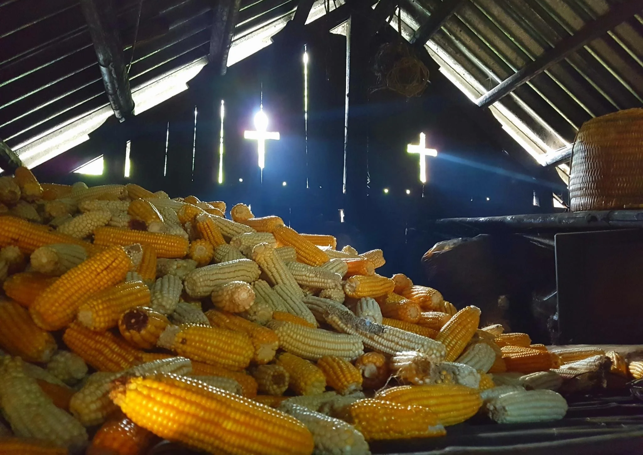 Yellow and pale maize cobs piled in a Hmong house loft beneath exposed rafters, with daylight entering through wall openings.