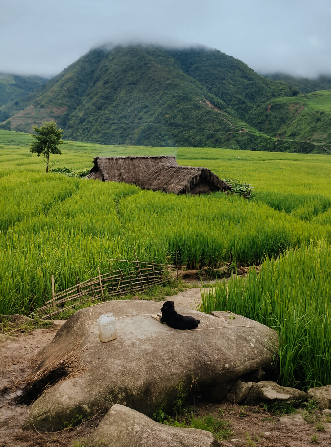 Traditional Hmong house surrounded by green rice fields in a mountain valley in Lao Chai, near Sapa, northern Vietnam, in 1998.