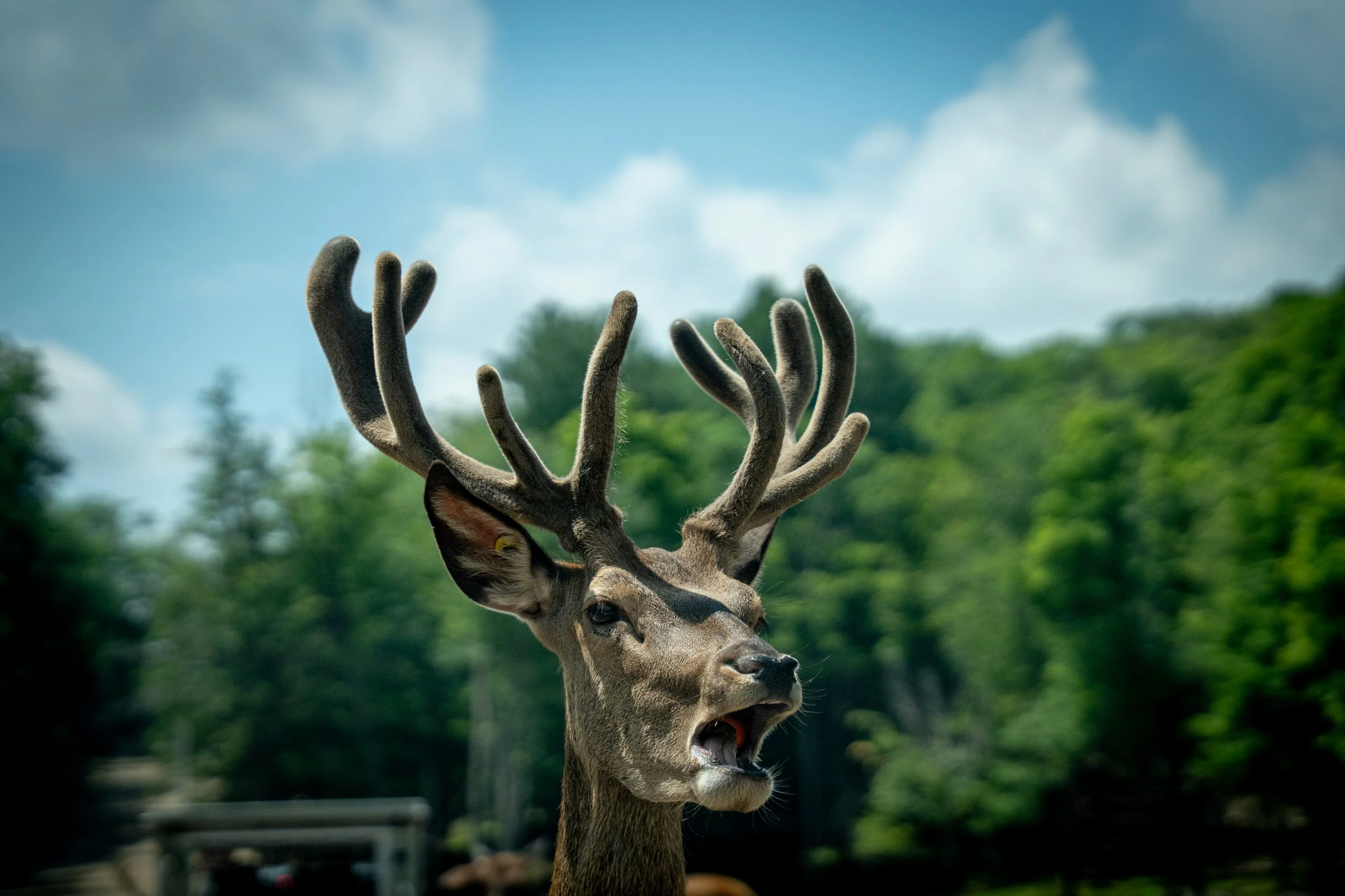 Every curve of the antlers tells a story of nature’s elegance preserved by  CharmCam.