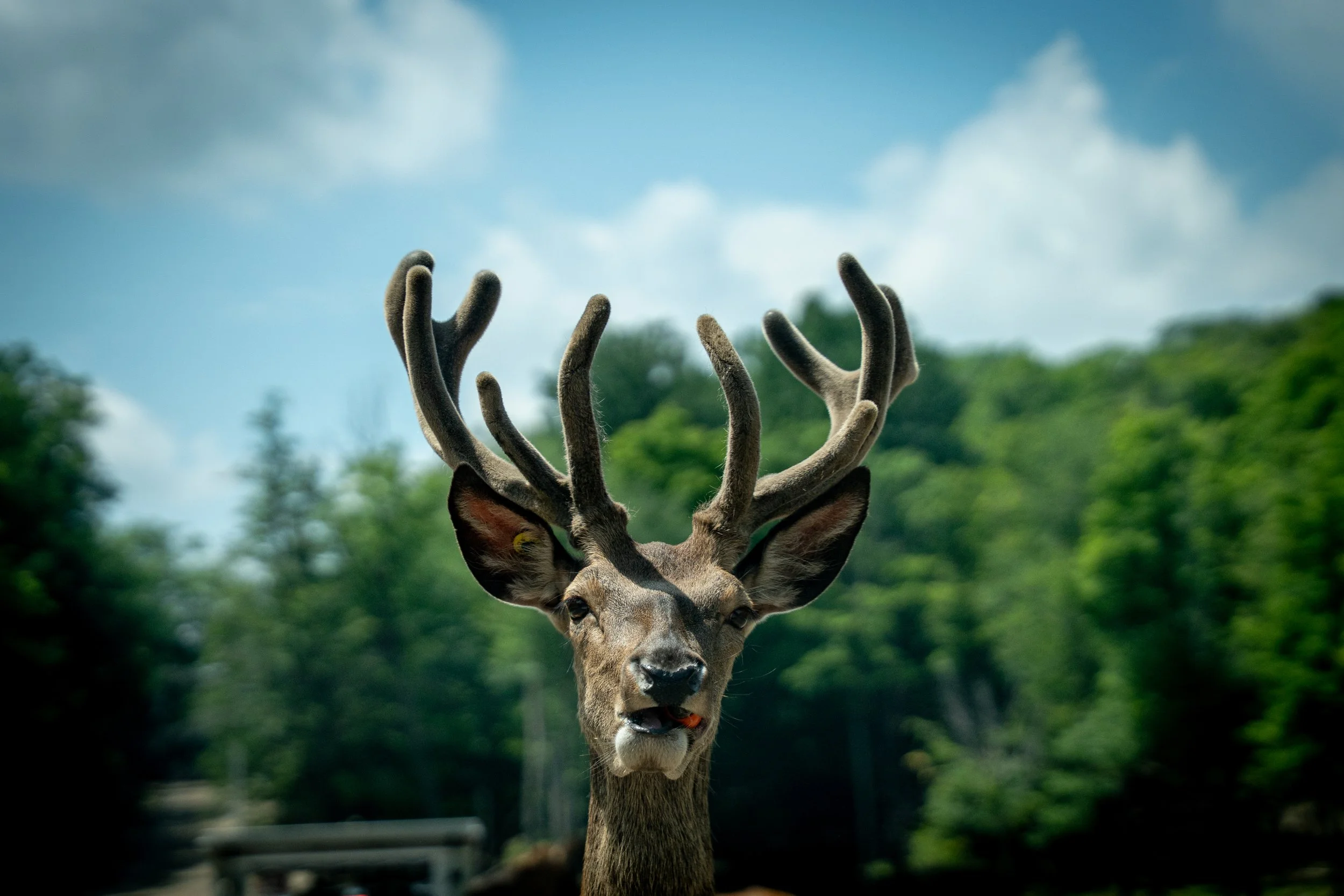 Majestic Antlers