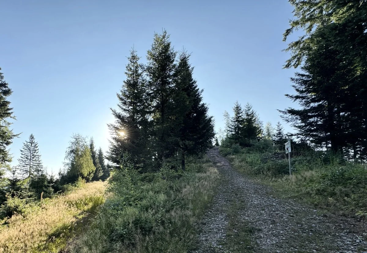 Gipfel des Gütschkopfs mit Infotafel zum Auerhuhn