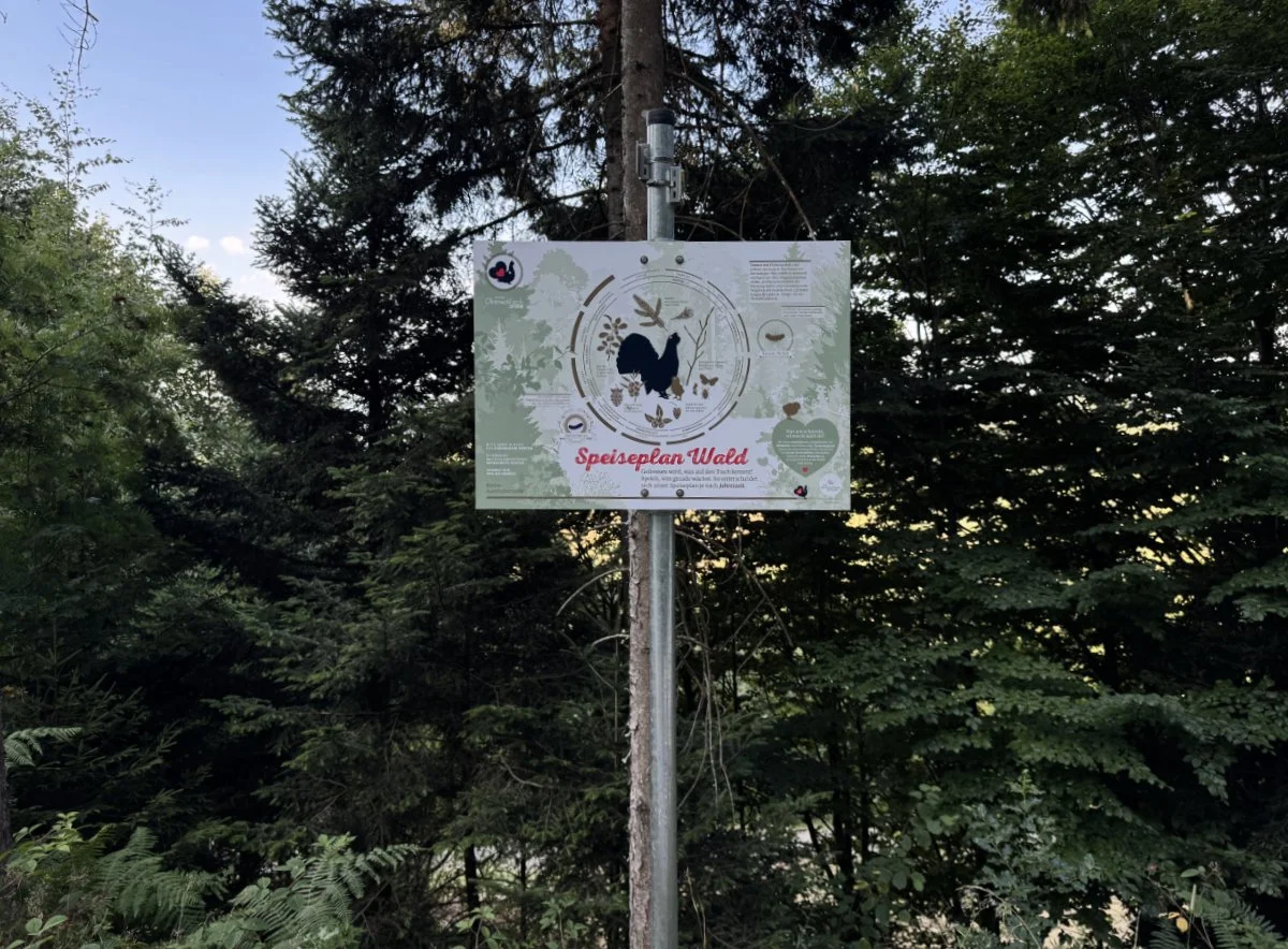 Infromationstafel zur Lebensweise des Auerhuhns am Themenwanderweg