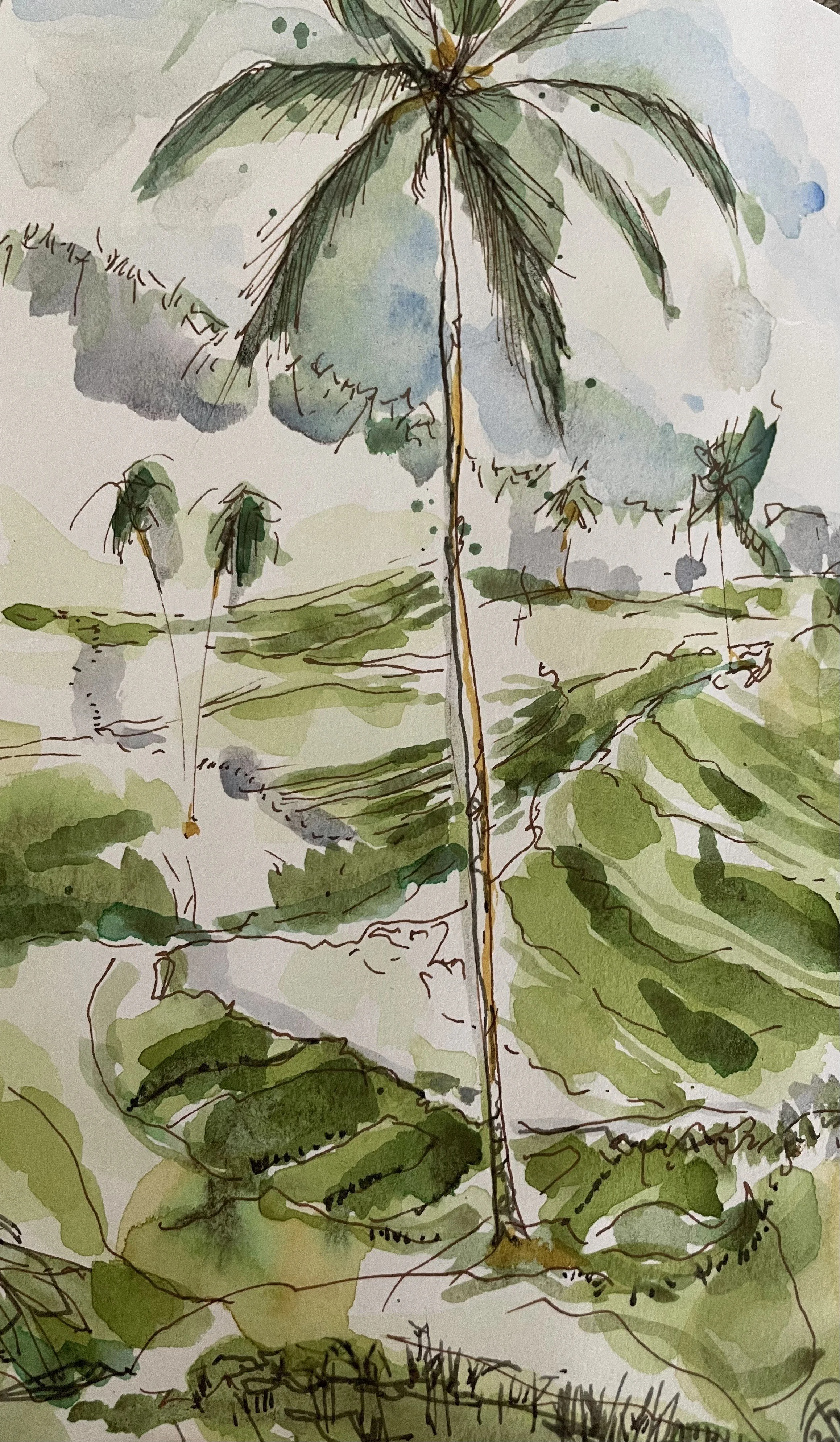 Rice Terraces|Ubud|Bali