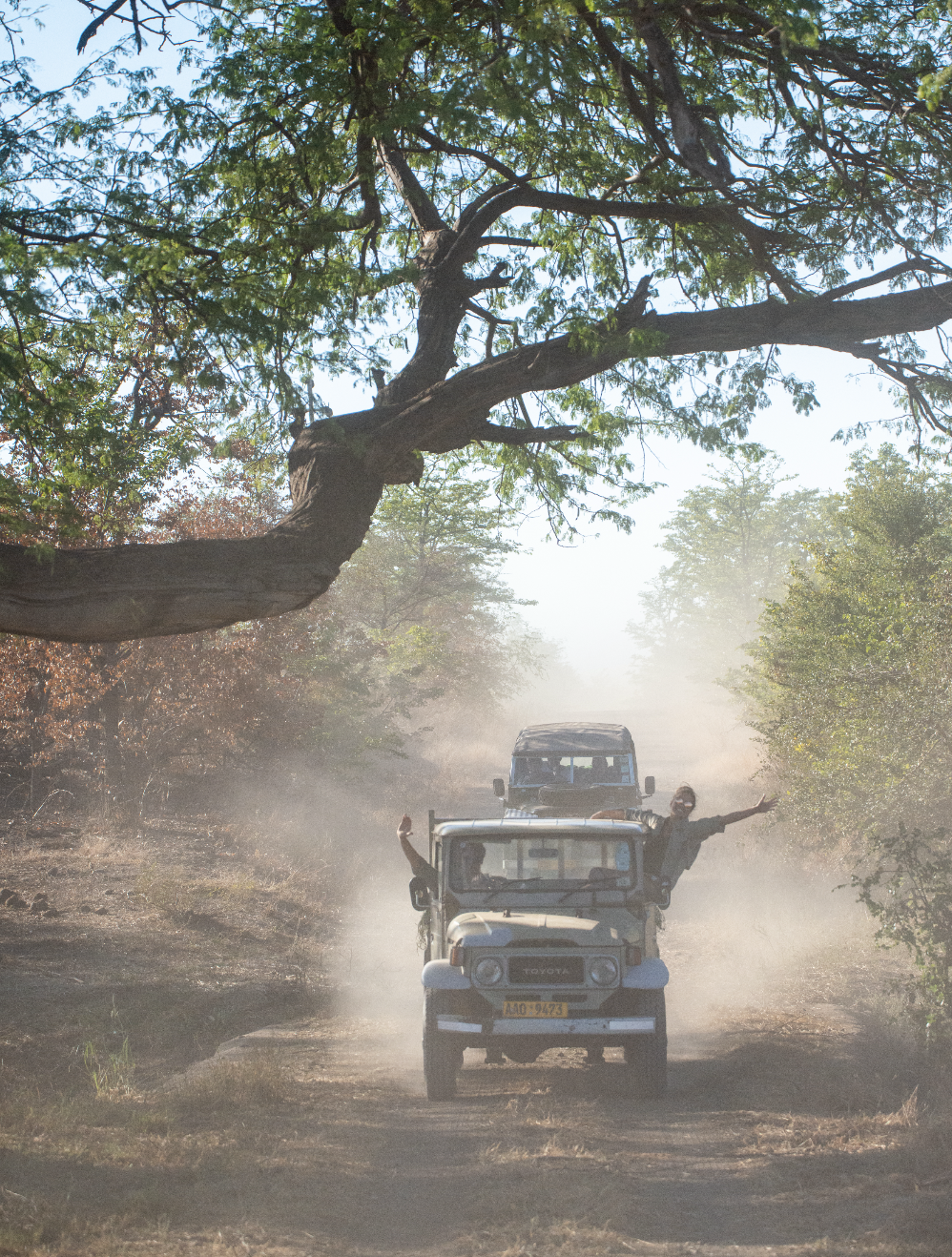Two open-top tour vehicles driving on a dirt road through a forest, with passengers raising their arms. Large tree with sprawling branches overhead and sunlight filtering through the leaves.